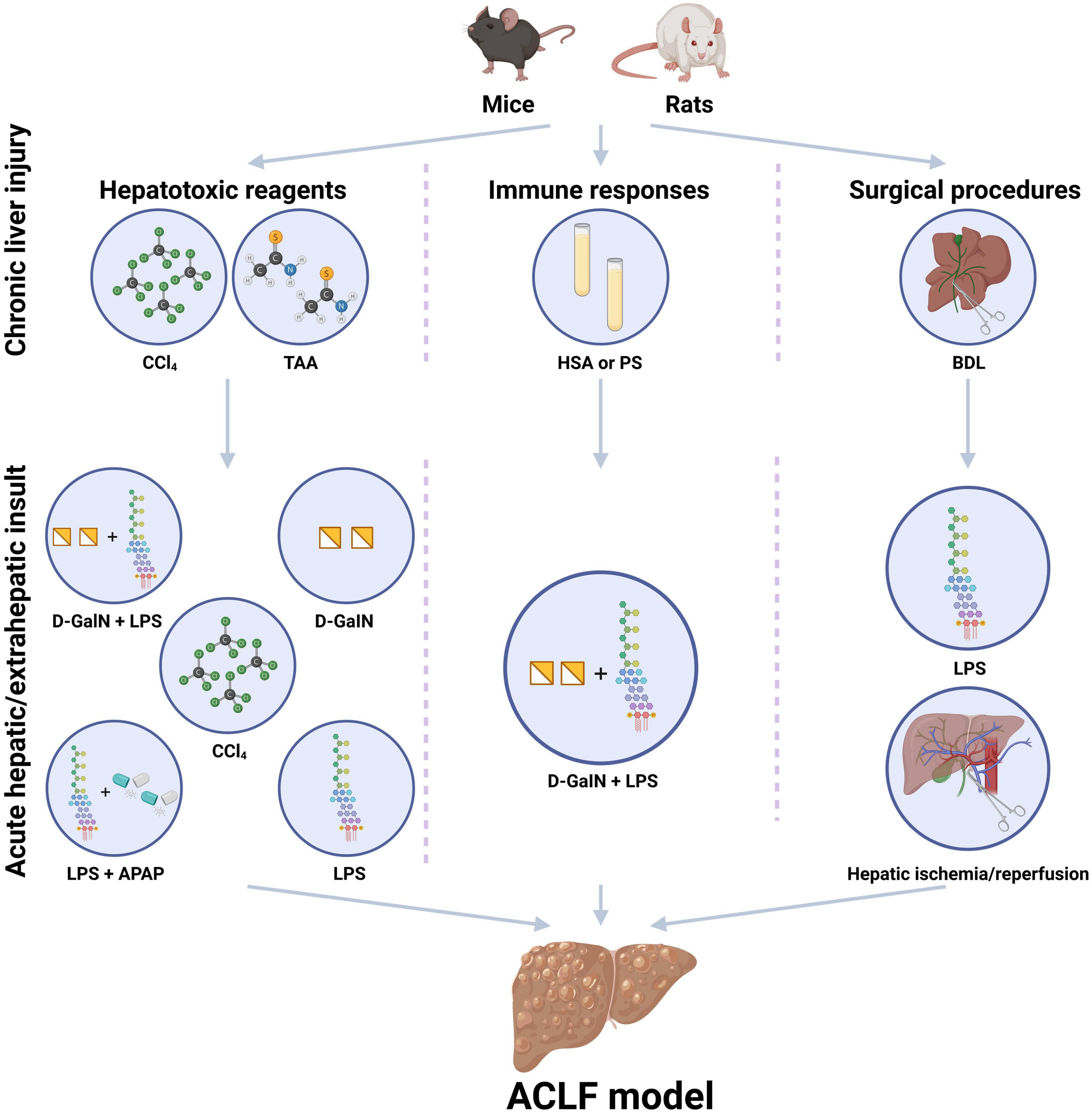 The progress to establish optimal animal models for the study of acute-on-chronic liver failure